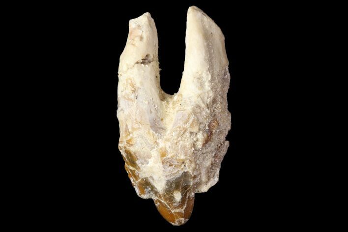 Basilosaur (Primitive Whale) Molar - Dakhla, Morocco #89260